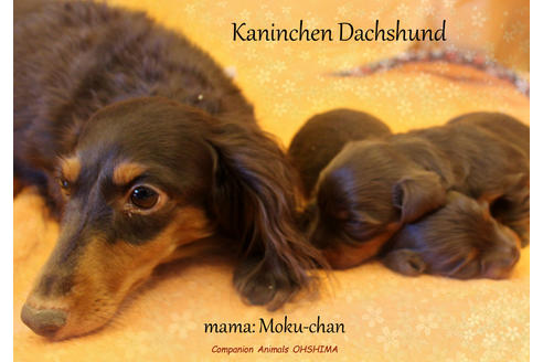 販売中のカニンヘンダックスフンド(ロングヘアード)の親犬